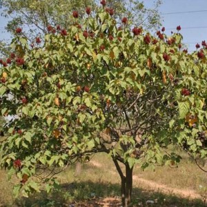 Achiote Planta 1